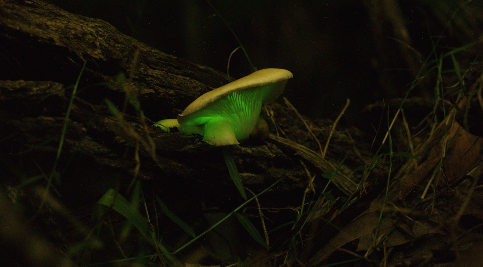 Ghost mushroom glowing green in the dark on a fallen log