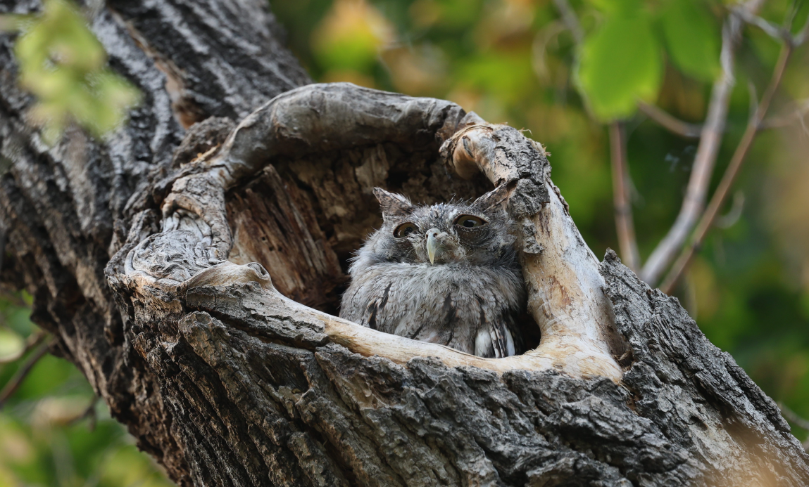 Molting screech owl sitting in the entrance of a tree hollow with one ear tuft raised and the other flat