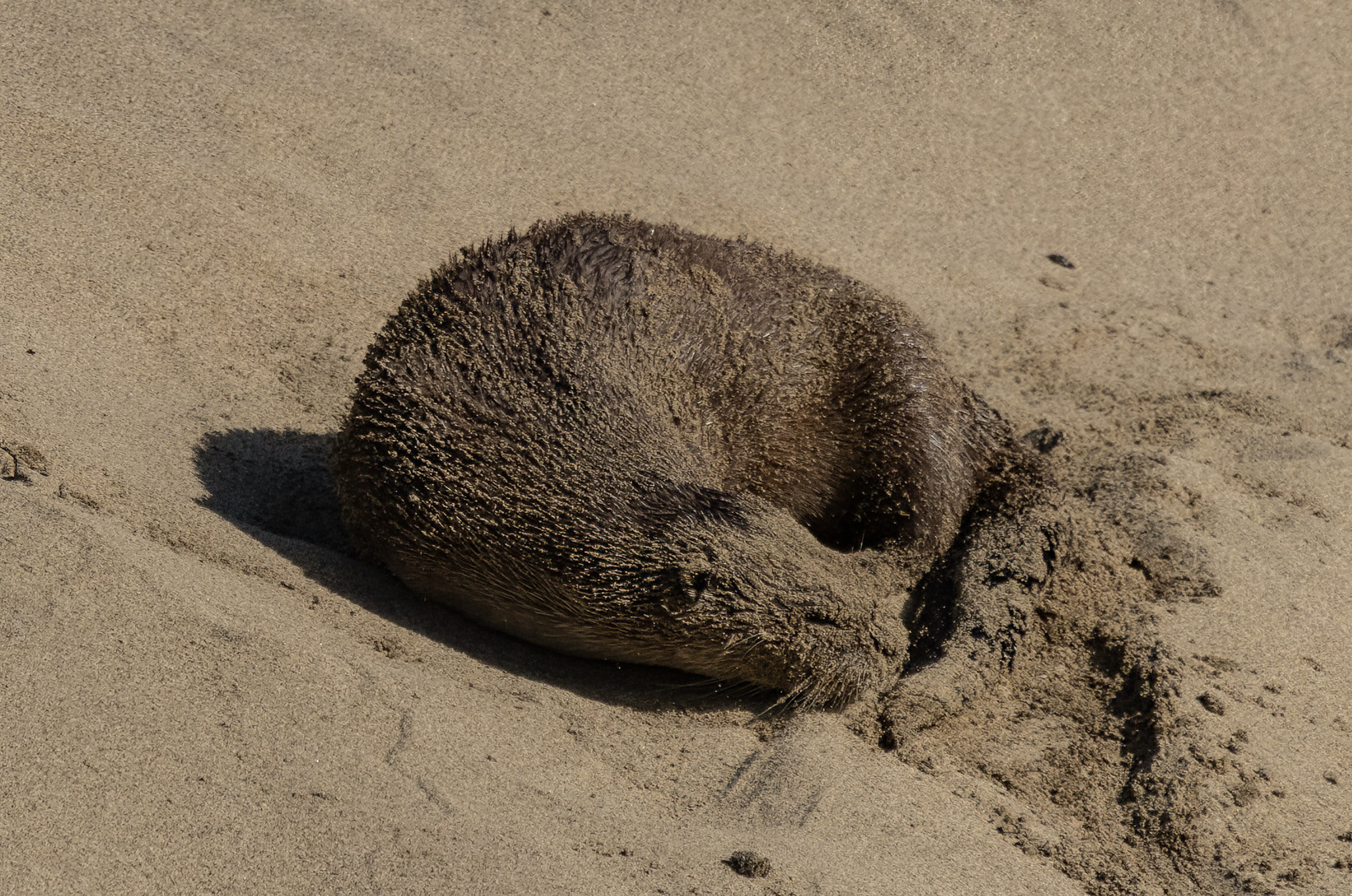 River otter curled tightly on dry sand with a small mound of sand pushed up against its face